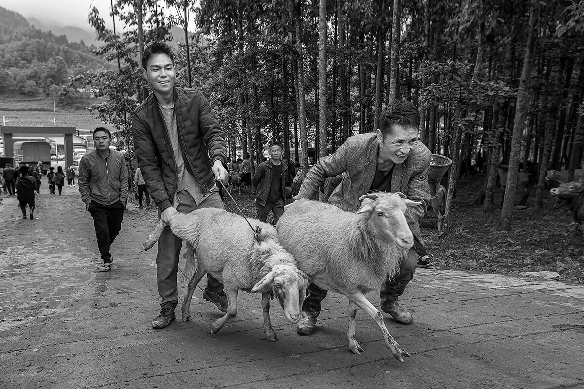 <p>© Haikun Liang</p>
