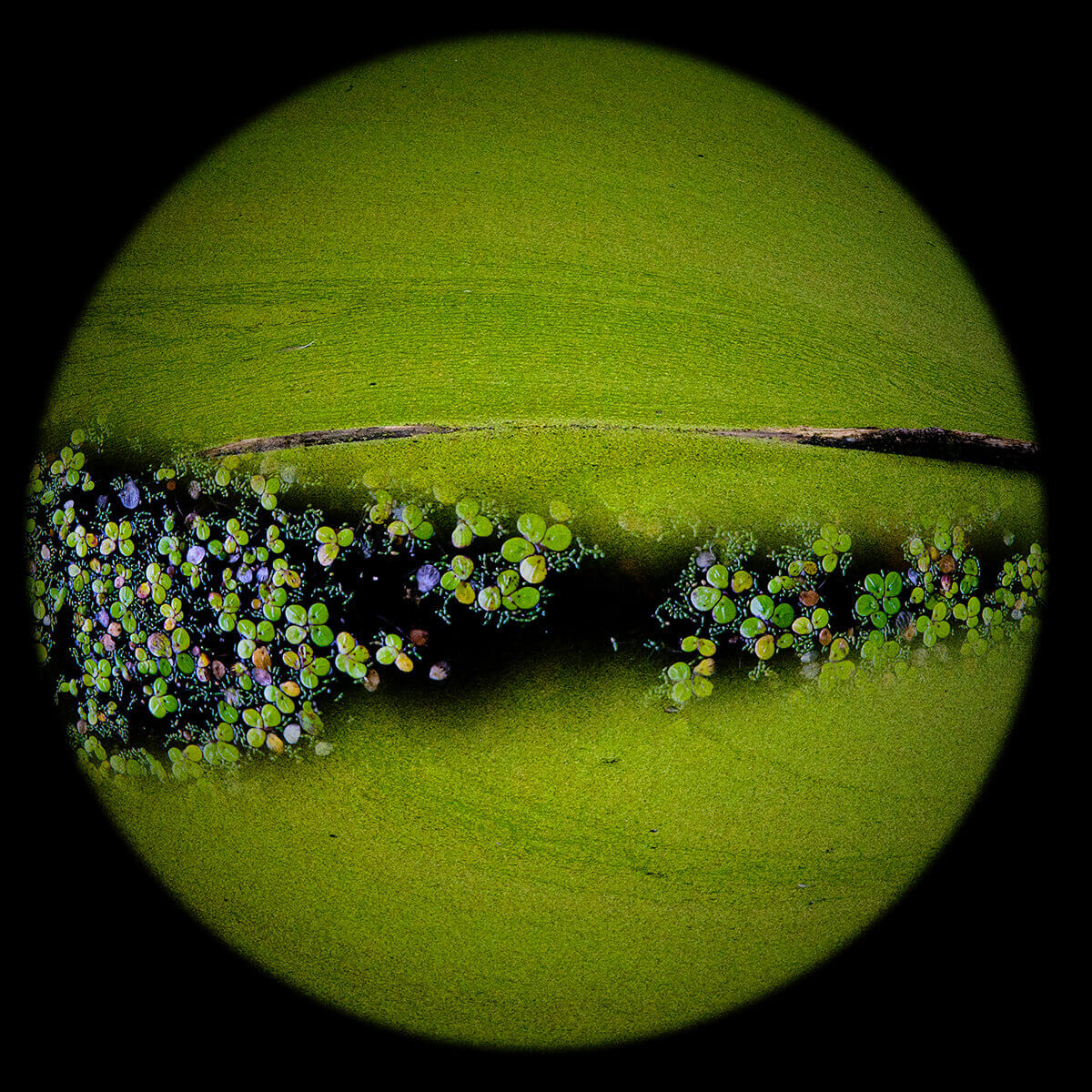 Earth Series Blue Green Algae<p>© Joyce P. Lopez</p>