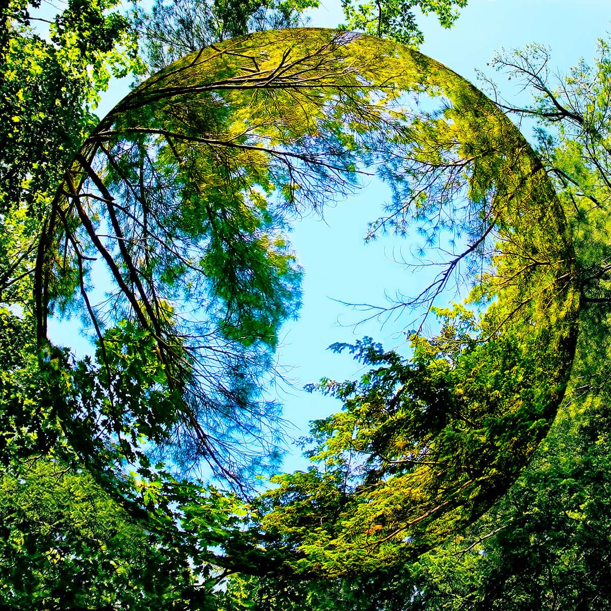 Earth Series Looking Up<p>© Joyce P. Lopez</p>