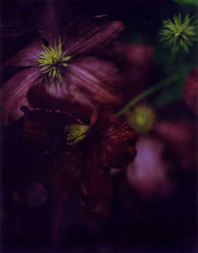 <p>©  Liliroze</p>
