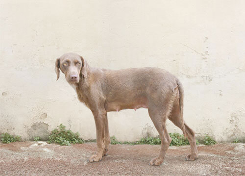The Dog, 2007<p>© Loretta Lux</p>