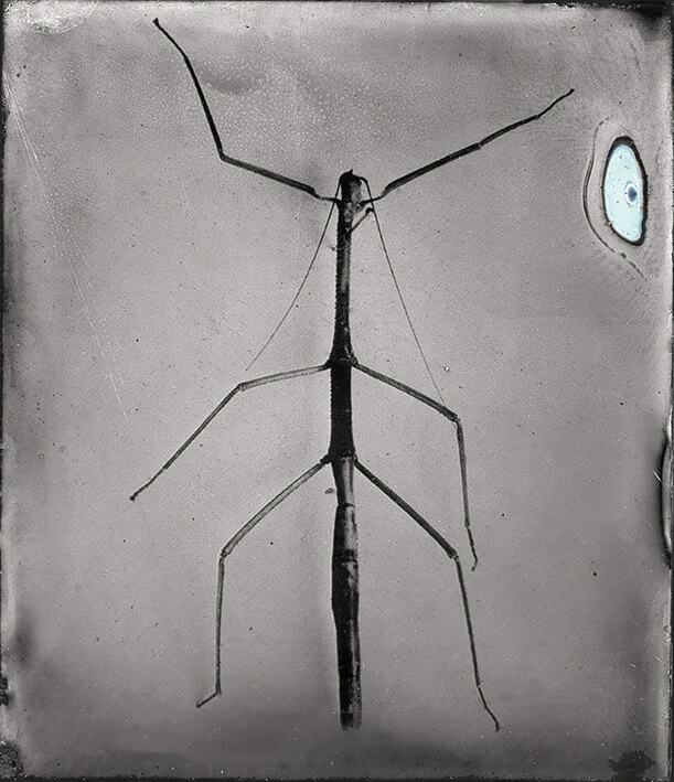 Entomological Atlas, Tintype<p>© Patricia Lagarde</p>