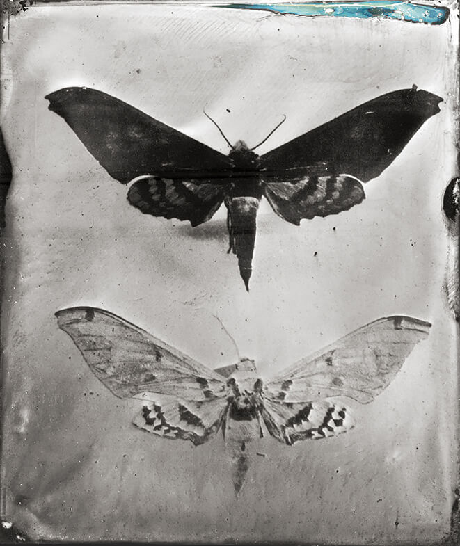 Entomological Atlas, Tintype<p>© Patricia Lagarde</p>