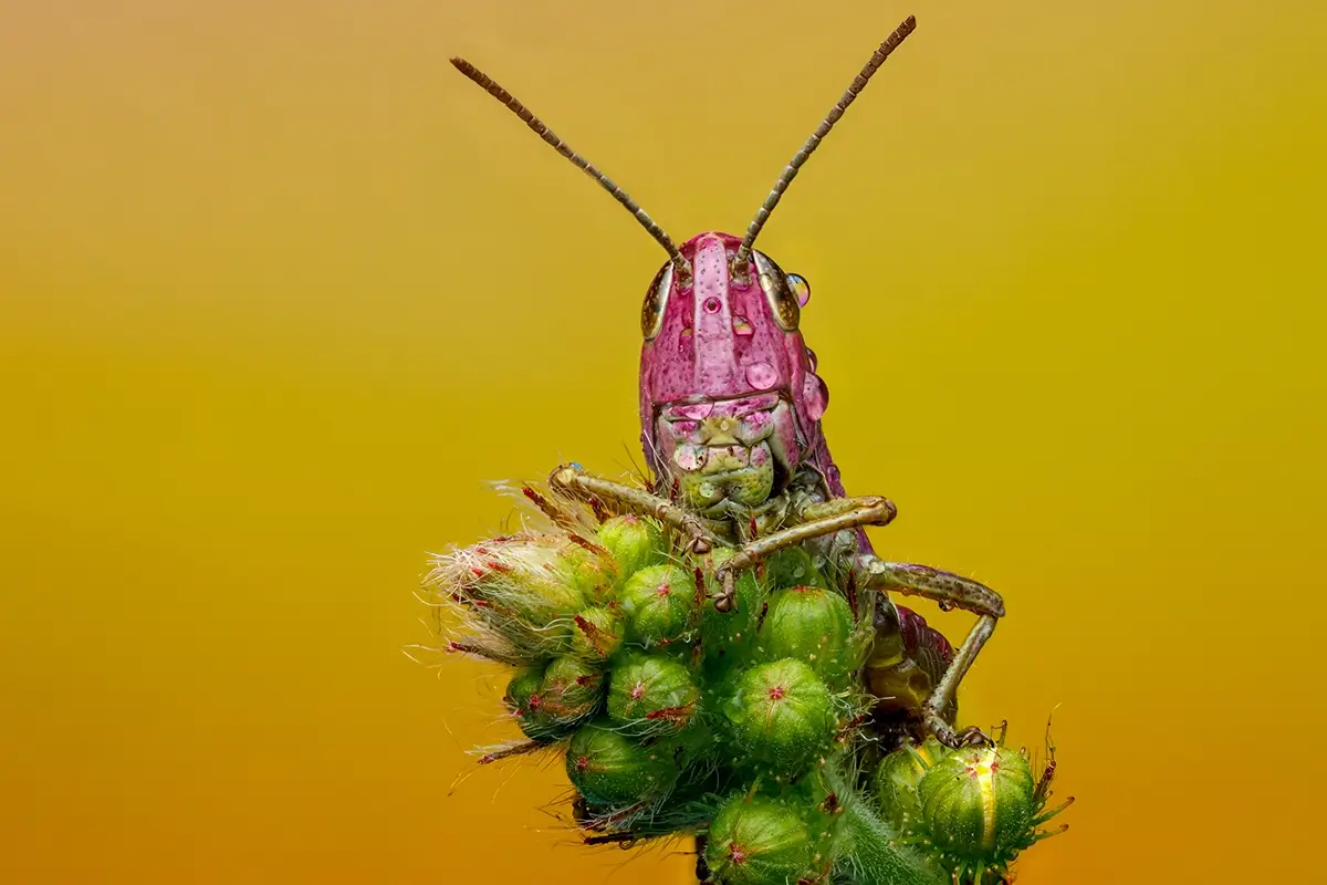 In the Pink<p>© Rory J. Lewis</p>