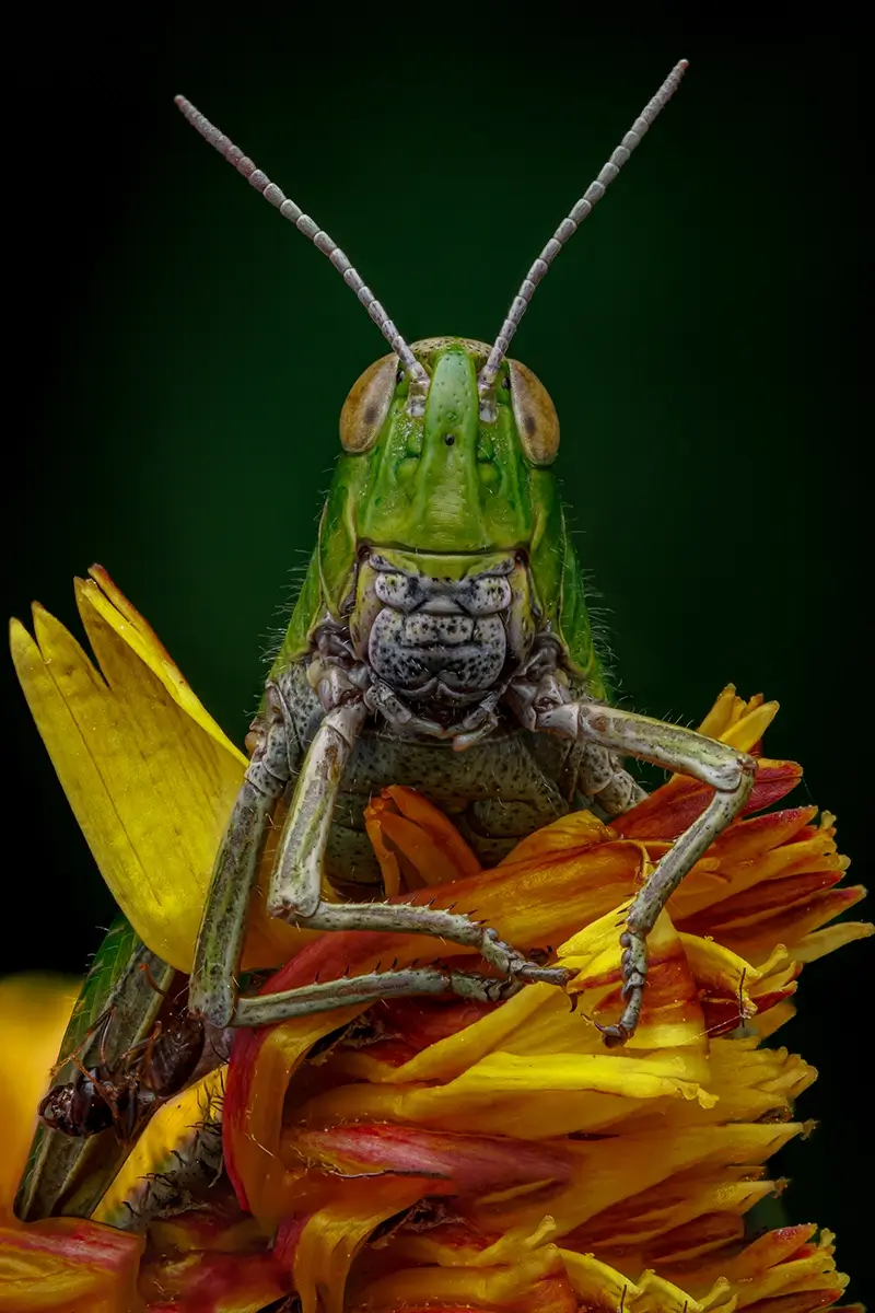 Just sat watching the ants do all the work<p>© Rory J. Lewis</p>
