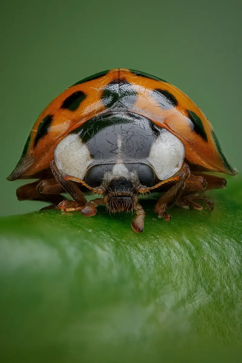 Little Lady Luck<p>© Rory J. Lewis</p>