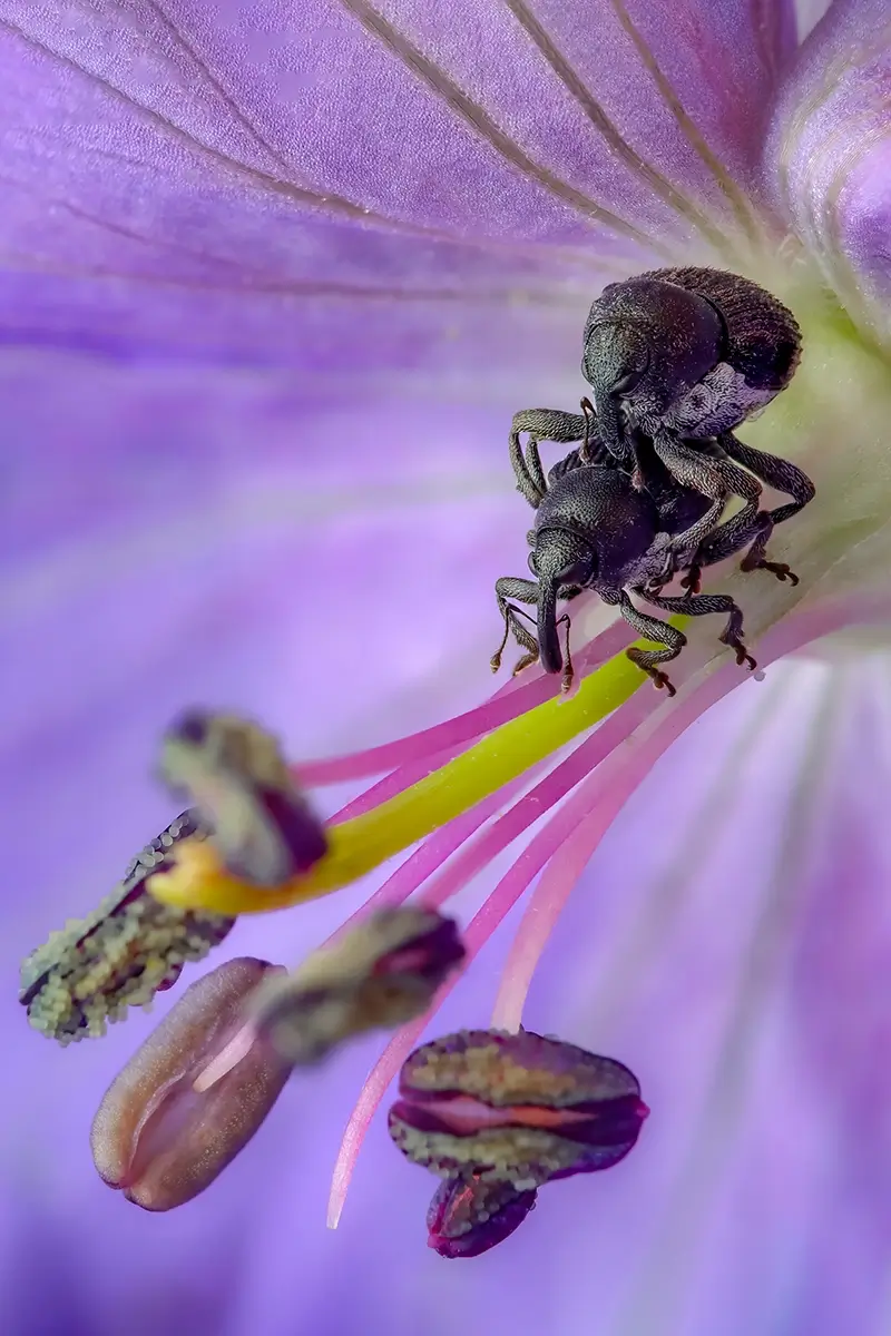Lovers in the Meadow (Crane’s bill)<p>© Rory J. Lewis</p>