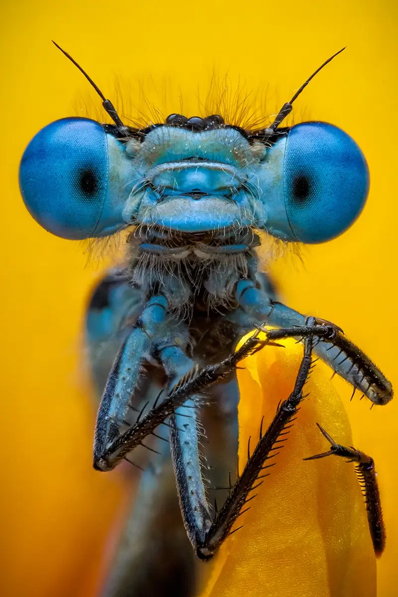Most conspicuous<p>© Rory J. Lewis</p>