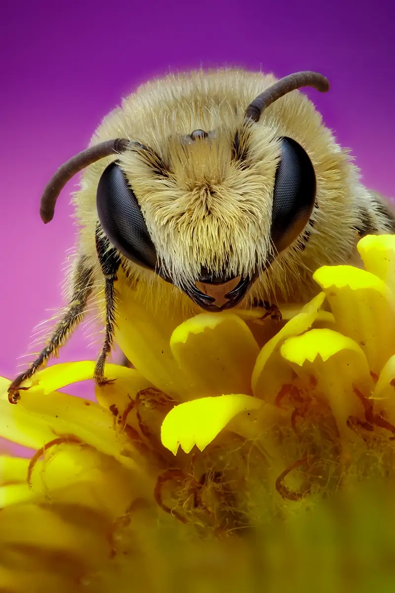 Beewildered<p>© Rory J. Lewis</p>