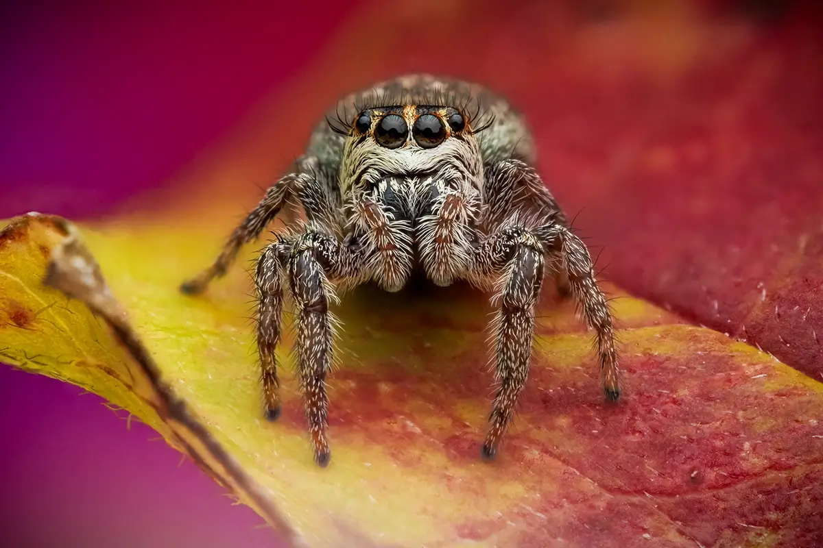 Fluffy Jumper<p>© Rory J. Lewis</p>