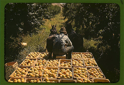 Hauling crates of peaches from the orchard to the shipping shed, Delta County, Colorado, in late 1940. ©Library of Congress<p>© Russell Lee</p>