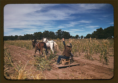 Harvesting new corn from the field of Jim Norris, in Pie Town, New Mexico, in late 1940.<p>© Russell Lee</p>