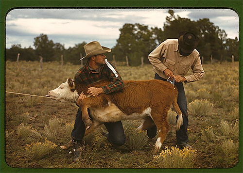 Tying a ribbon on a calf’s tail was one of the feature attractions at the rodeo at the Pie Town, New Mexico, fair in late 1940.<p>© Russell Lee</p>