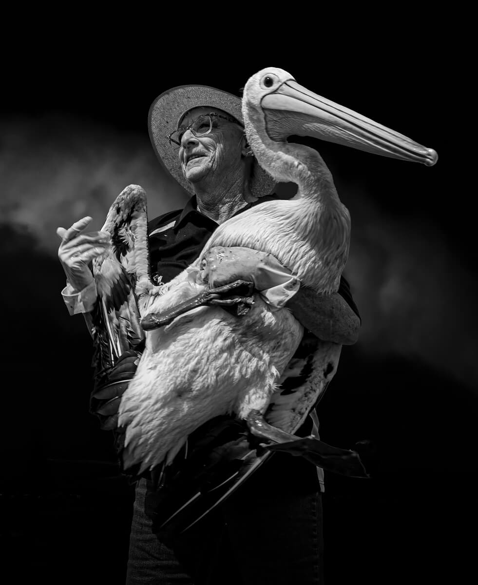 Pelican Feeder<p>© Tony Law</p>