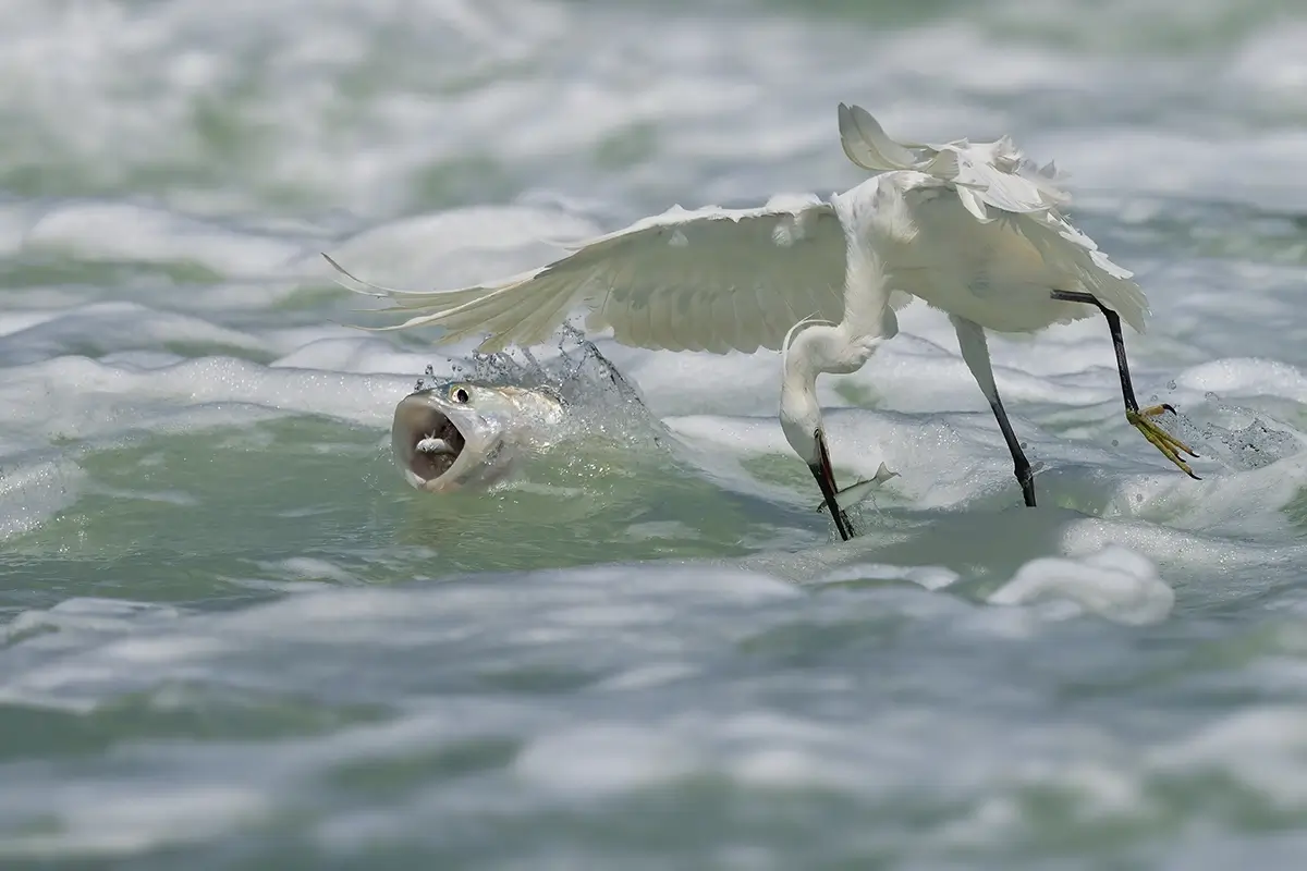 <p>&copy; Xiaoping Lin</p>