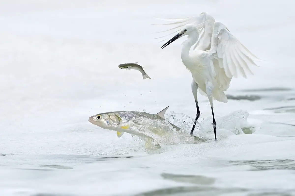 <p>&copy; Xiaoping Lin</p>