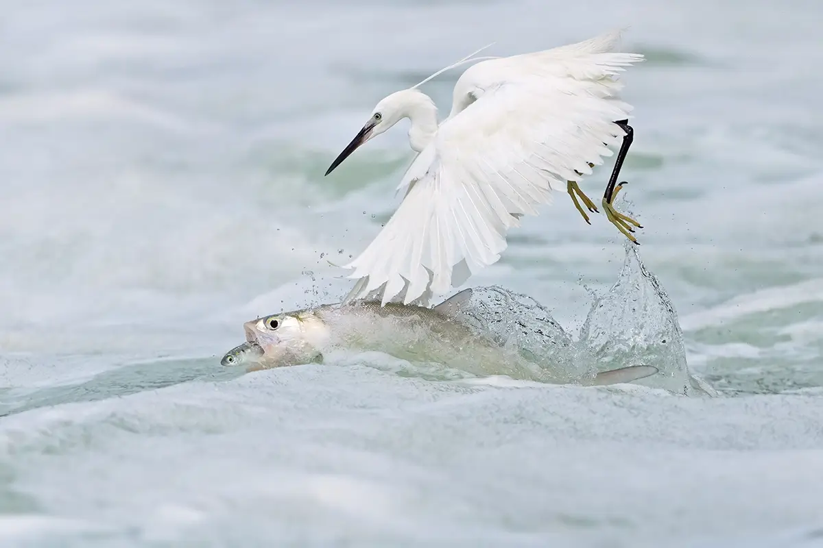 <p>&copy; Xiaoping Lin</p>