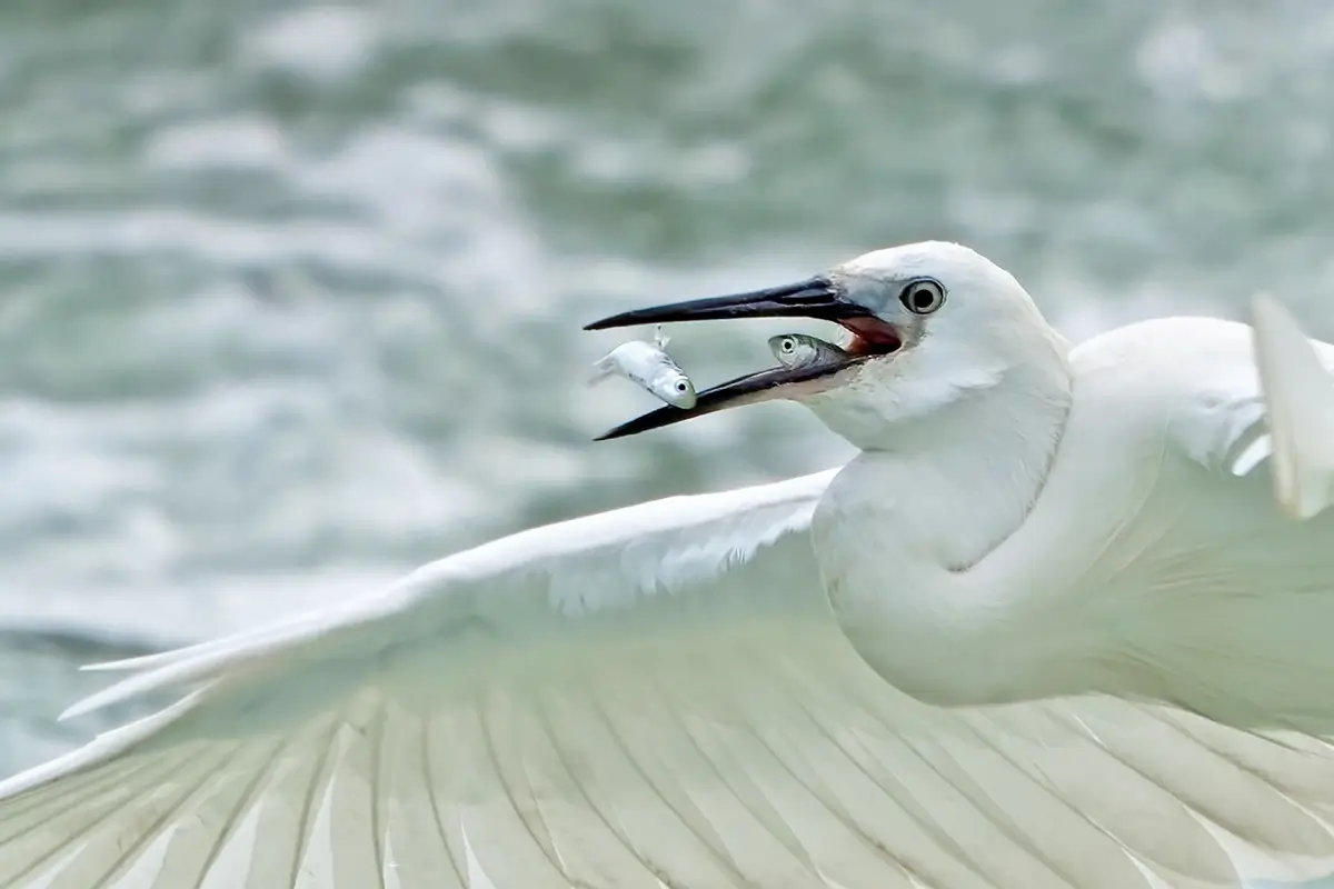 <p>&copy; Xiaoping Lin</p>