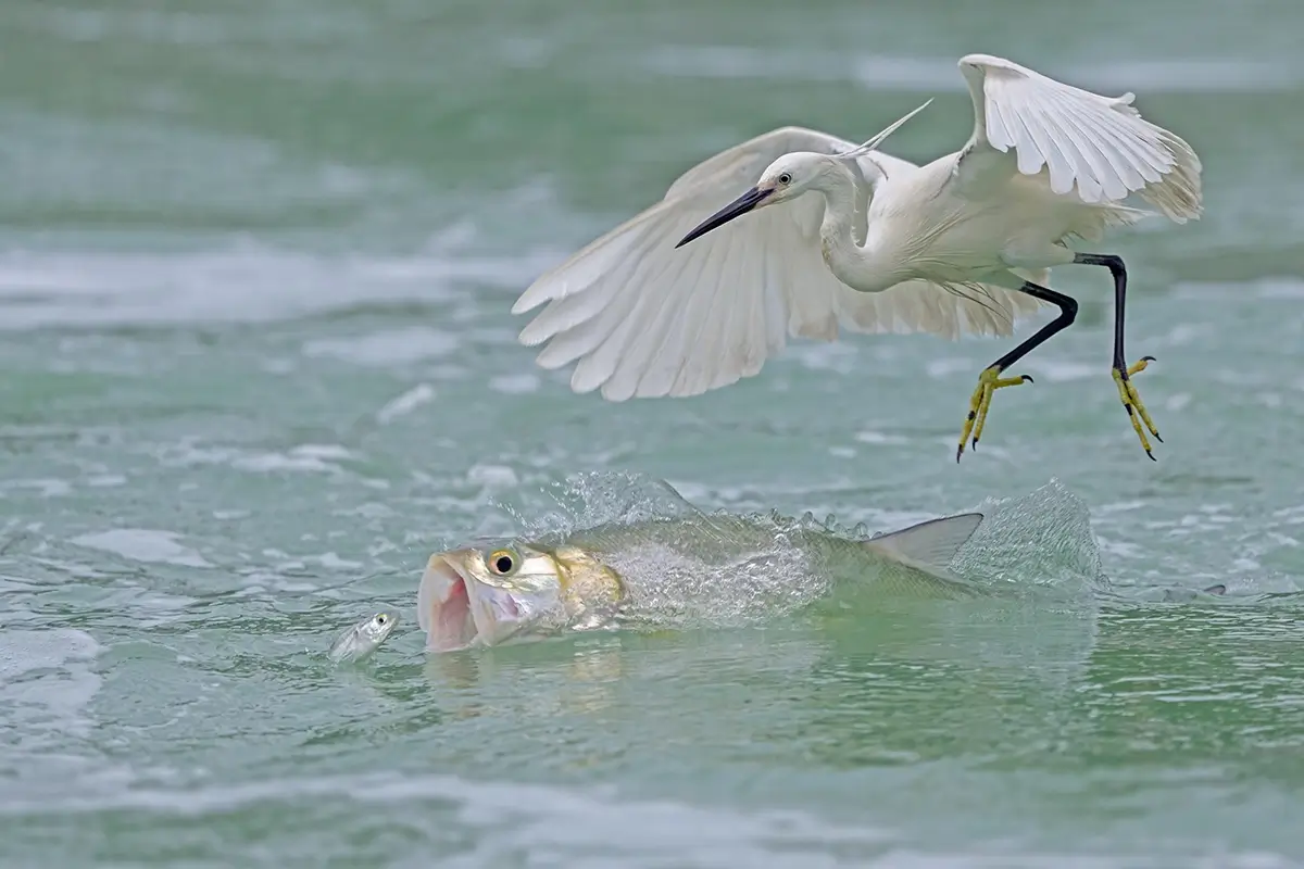 <p>&copy; Xiaoping Lin</p>