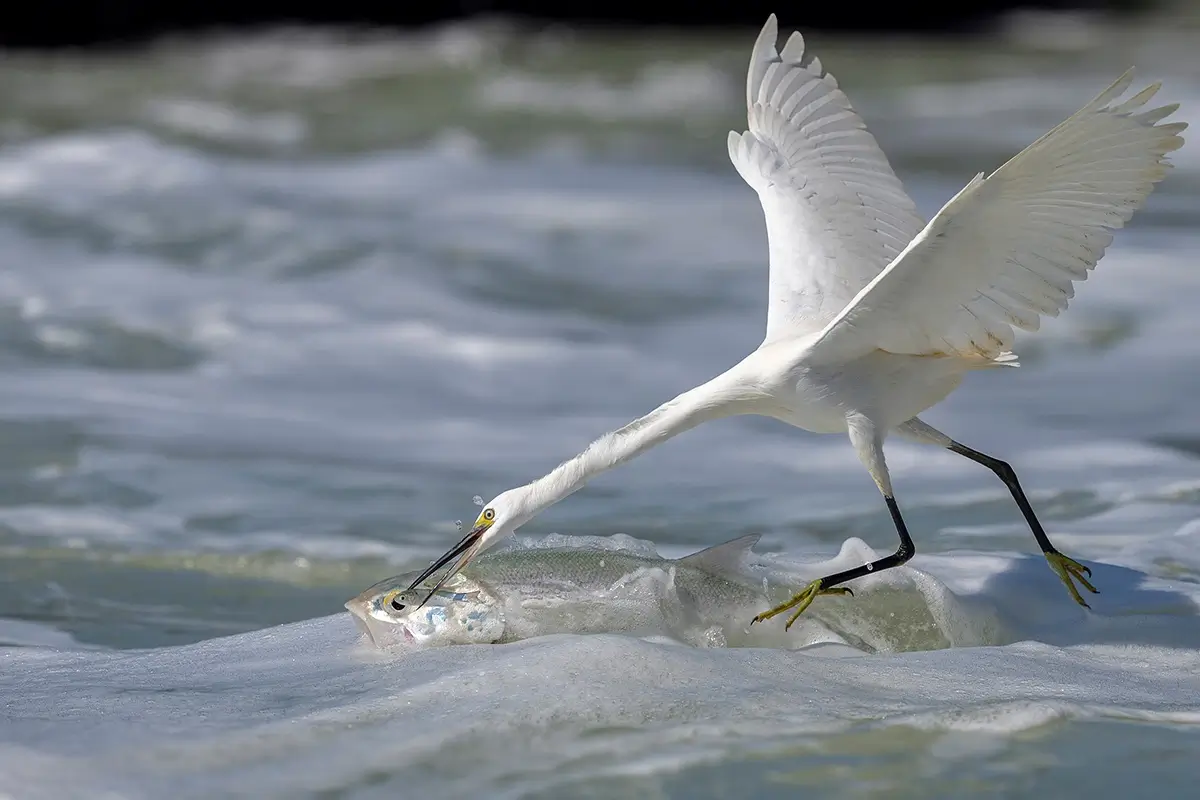 <p>&copy; Xiaoping Lin</p>