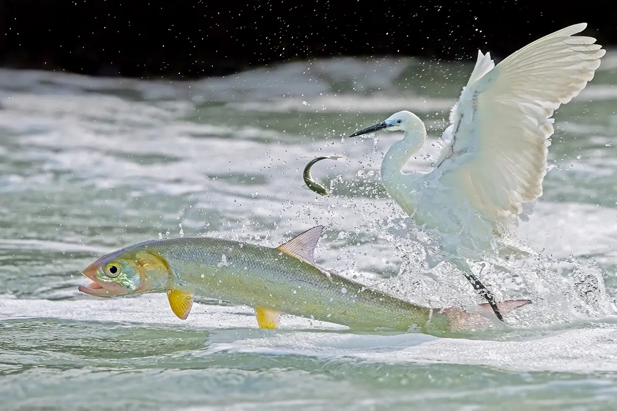 <p>&copy; Xiaoping Lin</p>