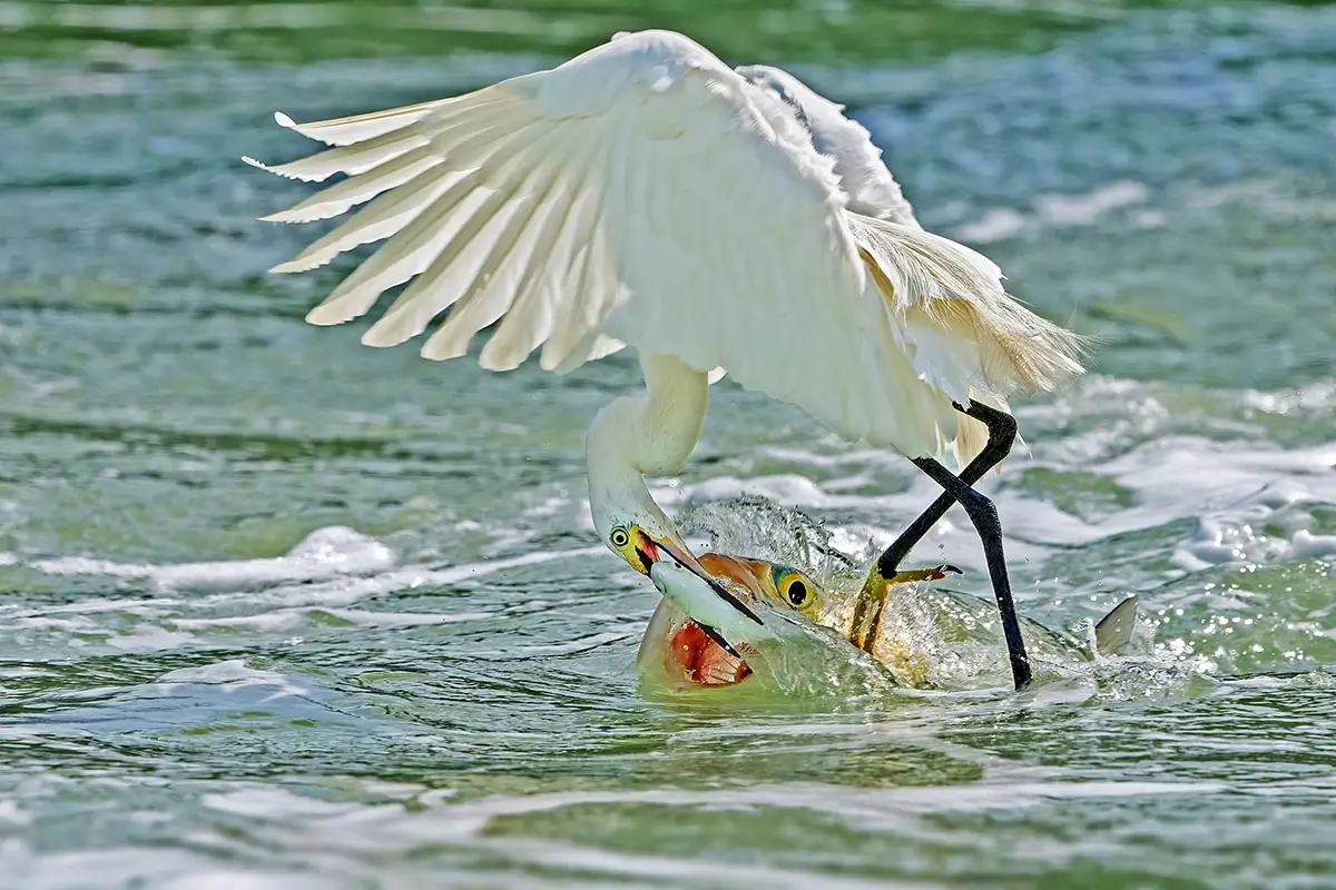 <p>&copy; Xiaoping Lin</p>