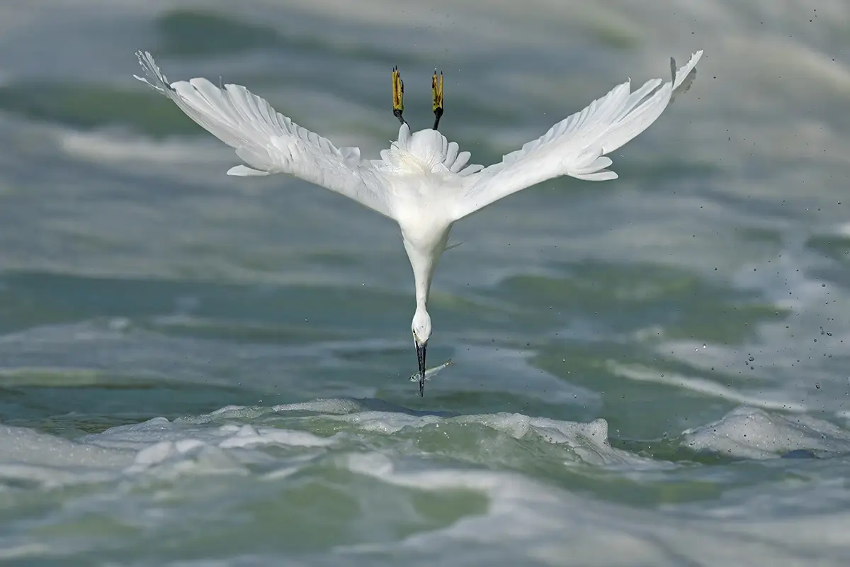 <p>&copy; Xiaoping Lin</p>