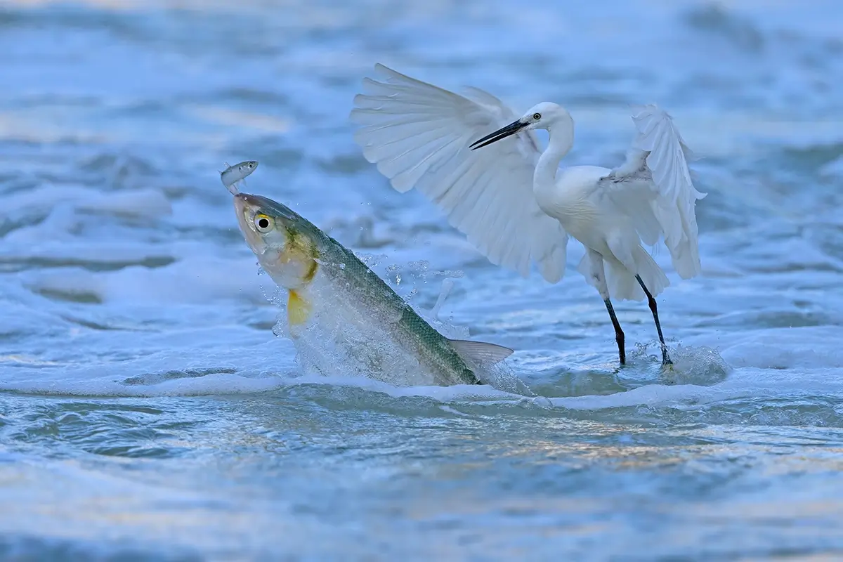 <p>&copy; Xiaoping Lin</p>