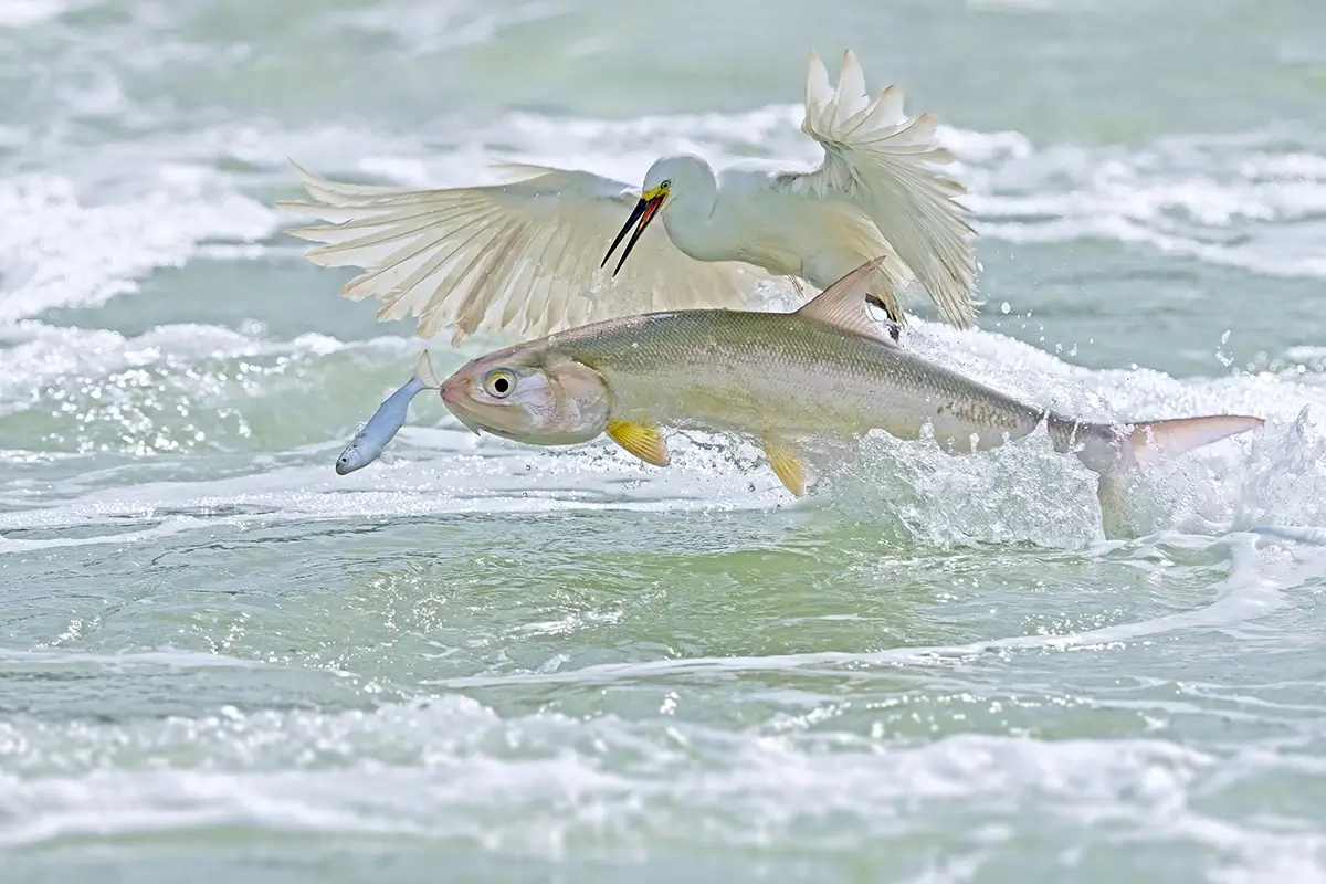 <p>&copy; Xiaoping Lin</p>