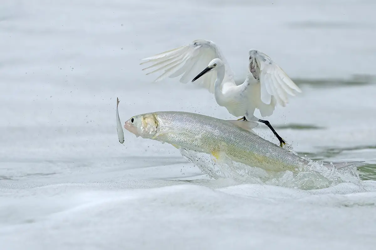 <p>&copy; Xiaoping Lin</p>