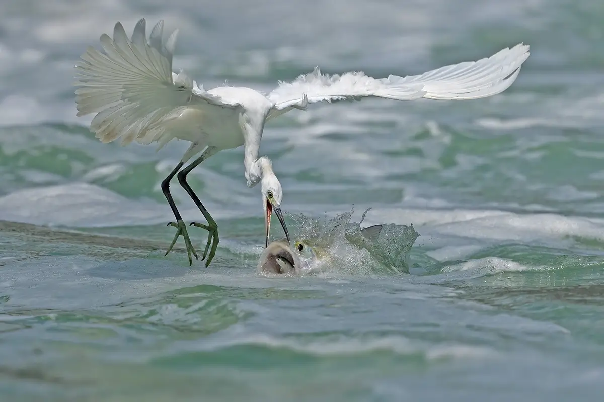 <p>&copy; Xiaoping Lin</p>