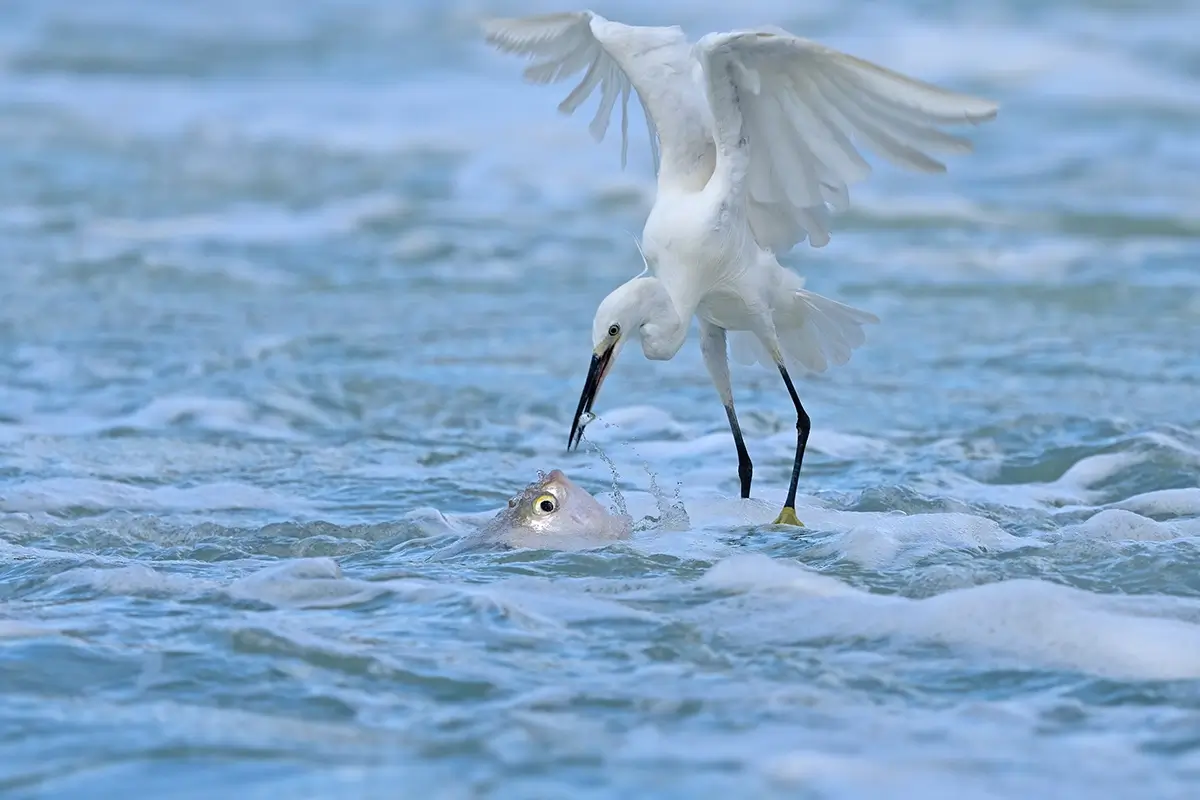 <p>&copy; Xiaoping Lin</p>