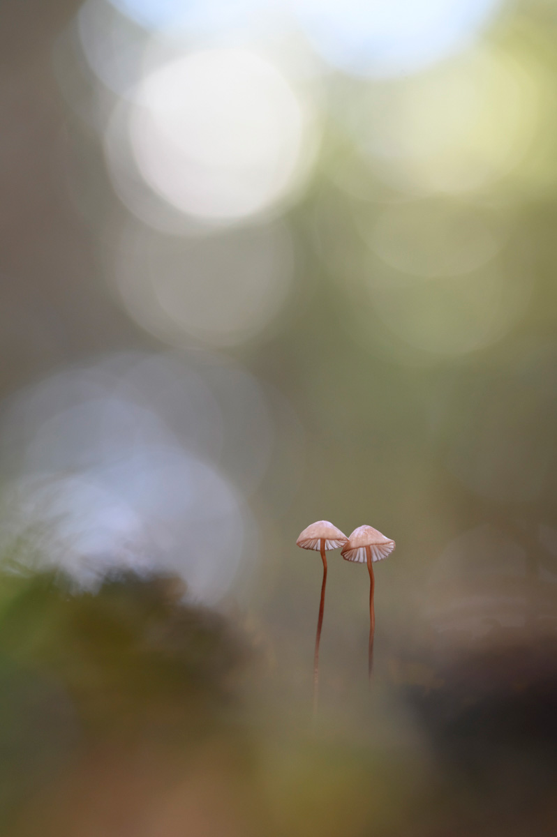 Champignons double<p>© Yves Léonard</p>
