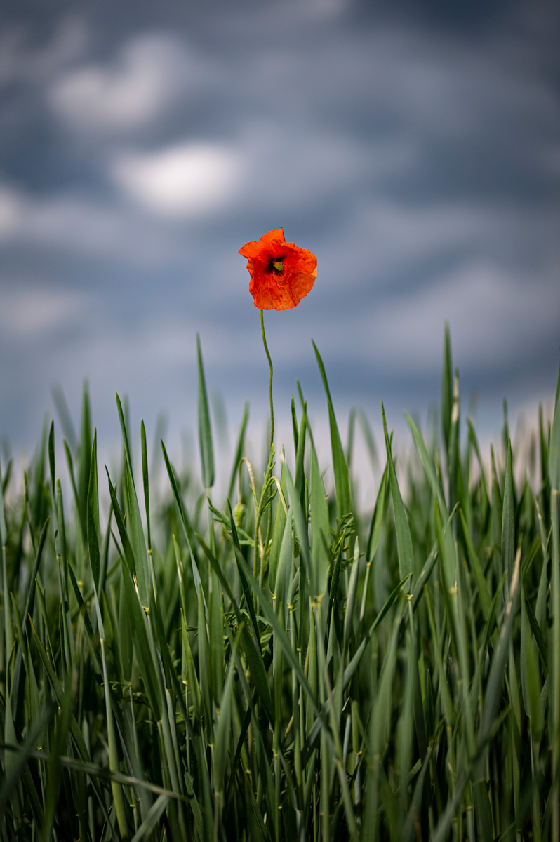 Coquelicot<p>© Yves Léonard</p>