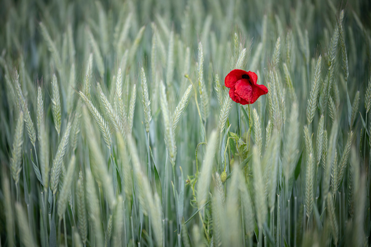 Coquelicot blé<p>© Yves Léonard</p>