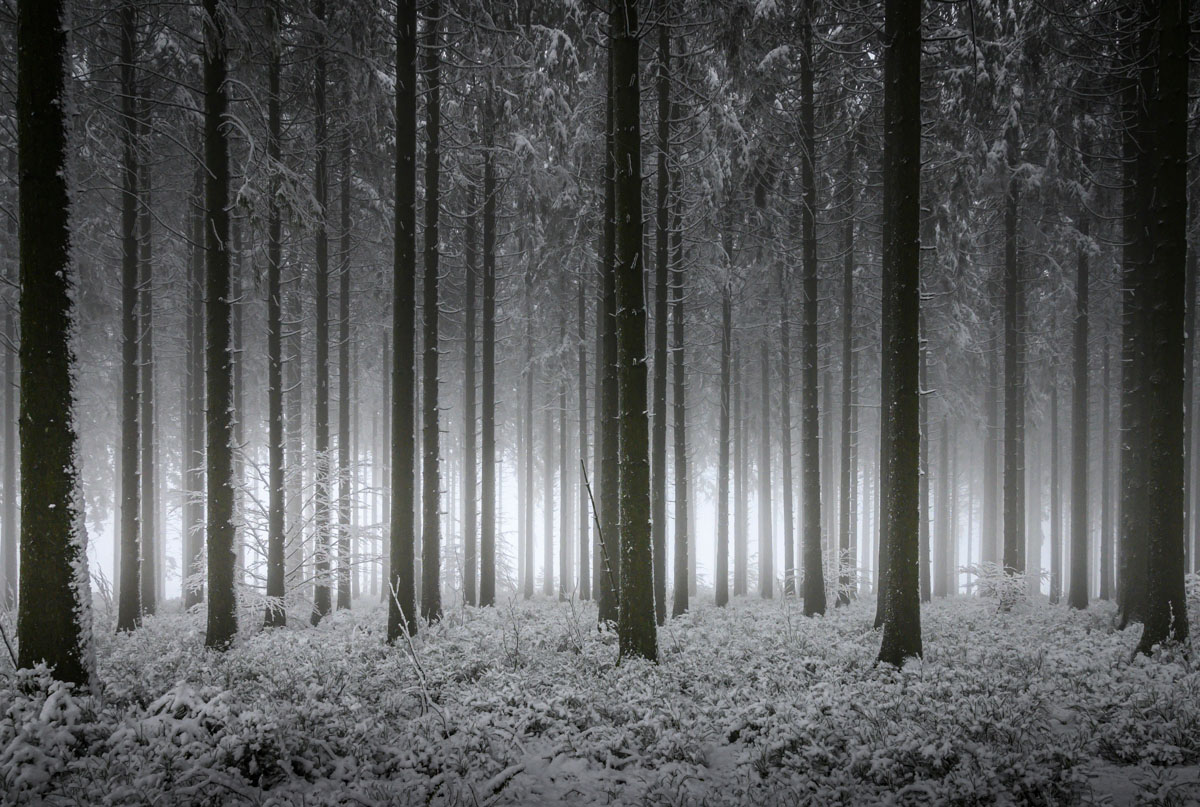 Forêt Enchantée<p>© Yves Léonard</p>