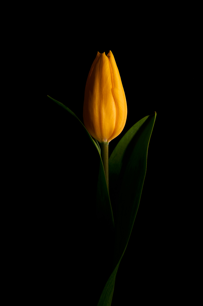 Tulipe<p>© Yves Léonard</p>