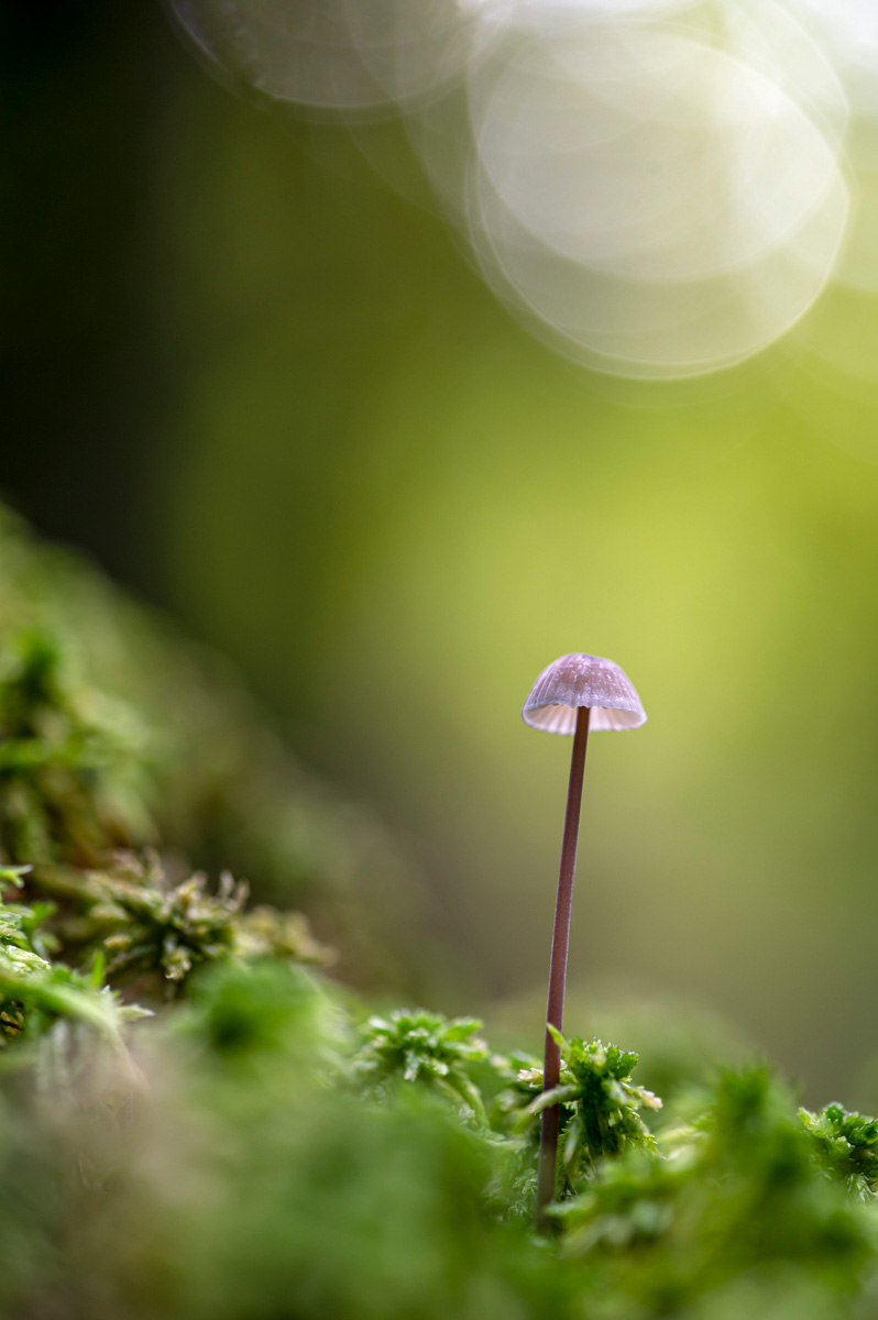 Champignon<p>© Yves Léonard</p>