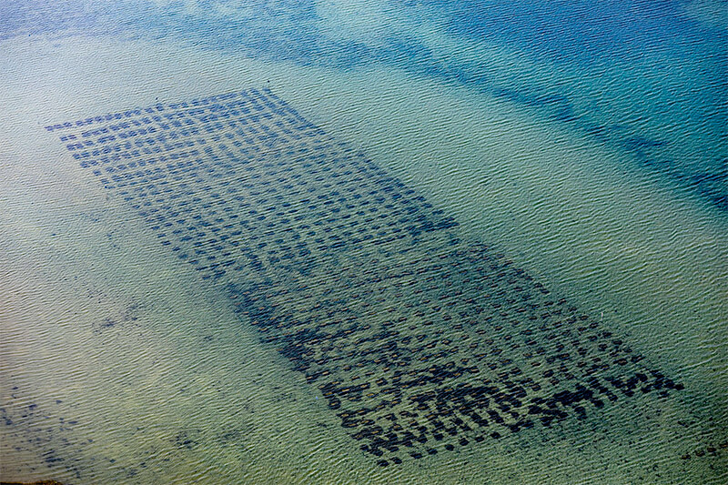 Oyster Trays at Winnapaug Pond, Westerly, Rhode Island 2018<p>© Alex MacLean</p>