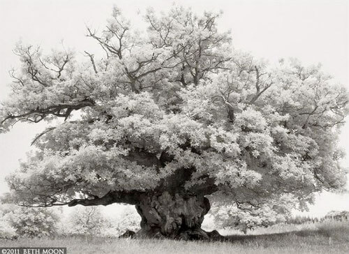 <p>© Beth Moon</p>