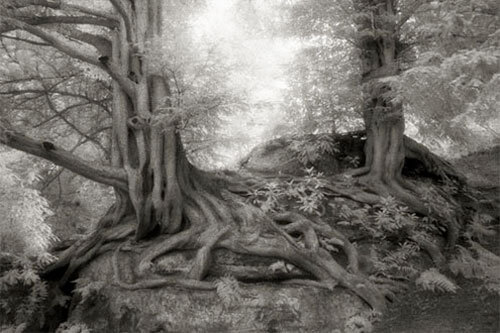 <p>© Beth Moon</p>