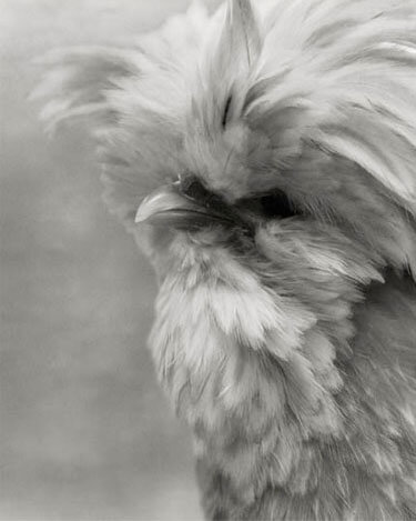 Polish Golden Grested Profile<p>© Beth Moon</p>