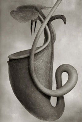 NEPENTHES BICALCARATA<p>© Beth Moon</p>