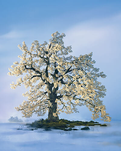 Spring Tree 2002<p>© Didier Massard</p>