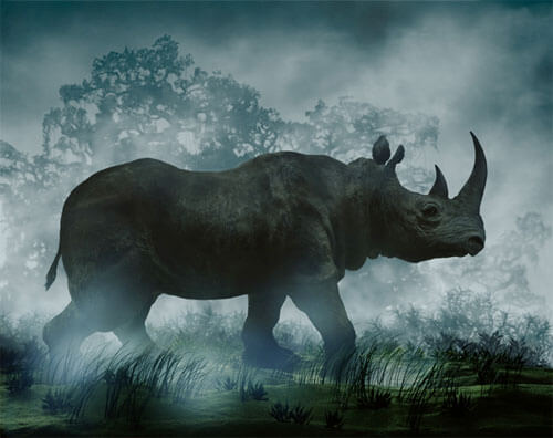 Rhinoceros, 2004<p>© Didier Massard</p>