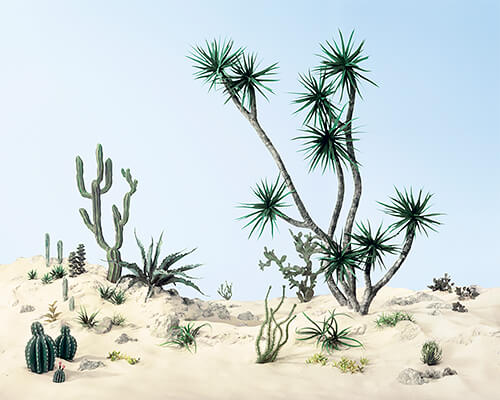 Cactus Garden 2014<p>© Didier Massard</p>