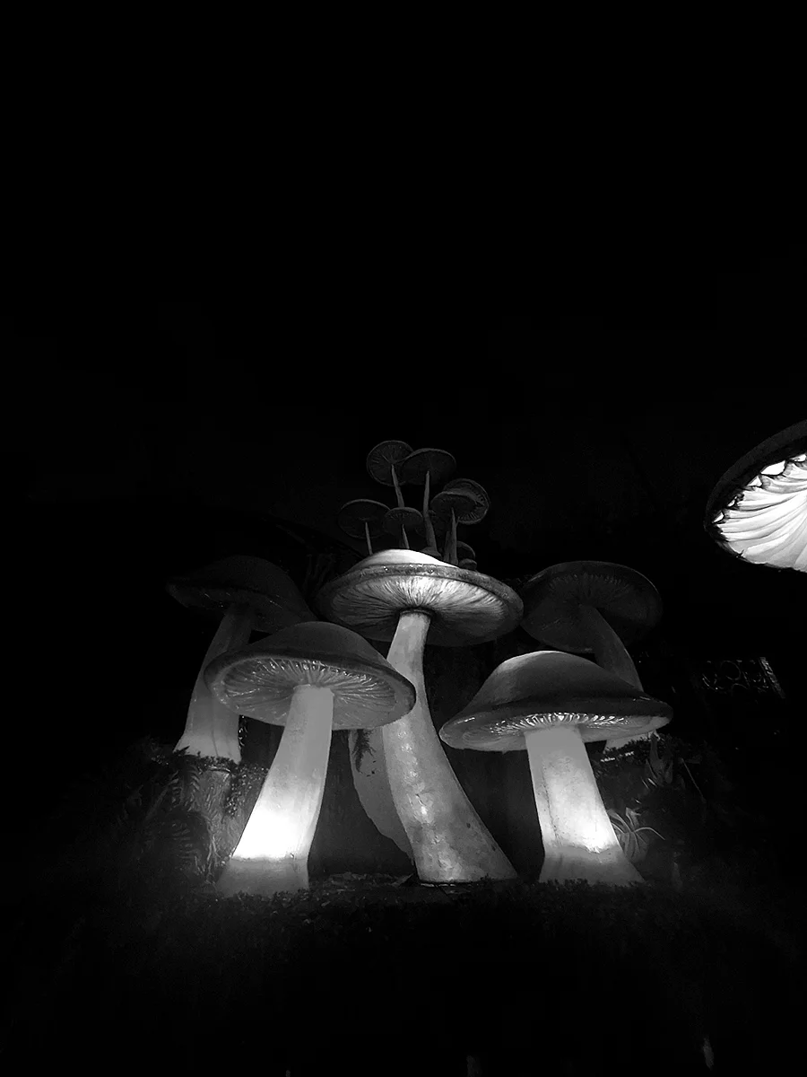 <p>&copy; Diego Cesar Monroy Chaparro</p>