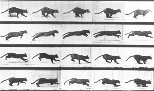 Animal Locomotion, Cat, date unknown<p>© Eadweard Muybridge</p>