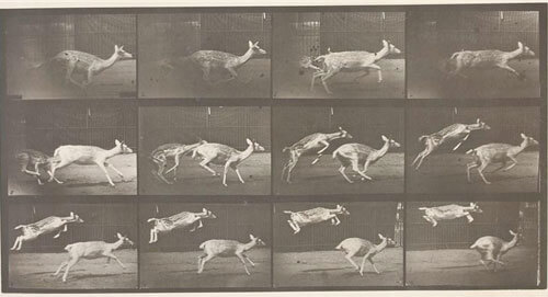 <p>© Eadweard Muybridge</p>