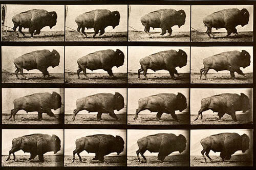 Animal Locomotion, plate 700, 1887<p>© Eadweard Muybridge</p>